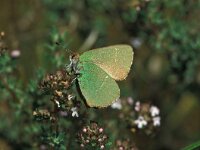 Callophrys avis, Chapmans Green Hairstreak