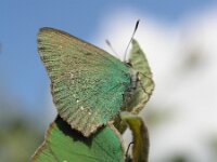 Callophrys rubi, Green Hairstreak