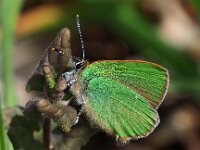 Callophrys rubi 55, Groentje, Saxifraga-Hans Dekker