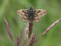 Carcharodus alceae 11, Kaasjeskruiddikkopje, Vlinderstichting-Chris van Swaay  Carcharodus alceae - Alendorf Eifel, juni 2005