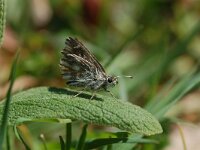 Carcharodus floccifera, Tufted Skipper