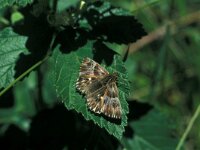 Carcharodus floccifera 4, Pluimdikkopje, Vlinderstichting-Kars Veling