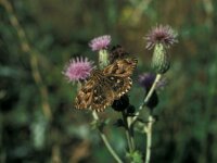 Carcharodus floccifera 6, Pluimdikkopje, Vlinderstichting-Kars Veling