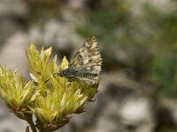 Carcharodus lavatherae 10, Andoorndikkopje, Saxifraga-Jan van der Straaten