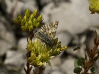 Carcharodus lavatherae 11, Andoorndikkopje, Saxifraga-Jan van der Straaten