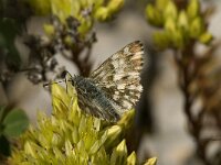 Carcharodus lavatherae 12, Andoorndikkopje, Saxifraga-Jan van der Straaten