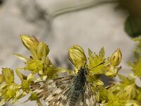 Carcharodus lavatherae 14, Andoorndikkopje, Saxifraga-Jan van der Straaten