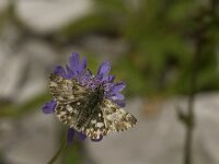 Carcharodus lavatherae 15, Andoorndikkopje, Saxifraga-Jan van der Straaten