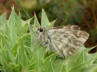 Carcharodus orientalis, Oriental Skipper