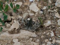 Carcharodus orientalis 2, Oostelijk andoorndikkopje, Vlinderstichting-Albert Vliegenthart