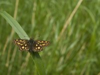 Carterocephalus palaemon 93, Bont dikkopje, Saxifraga-Jan van der Straaten