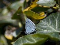 Celastrina argiolus 14, Boomblauwtje, Vlinderstichting-Henk Bosma
