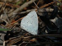 Celastrina argiolus 16, Boomblauwtje, Saxifraga-Jan van der Straaten