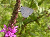 Celastrina argiolus 33, Boomblauwtje, female under, Saxifraga-Peter Meininger