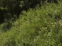 Celastrina argiolus 4, Boomblauwtje, habitat, F, Isère, Miribel-Lanchâtre, Saxifraga-Marijke Verhagen