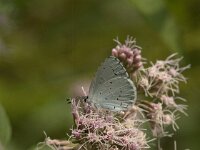 Celastrina argiolus 57, Boomblauwtje, Saxifraga-Jan van der Straaten