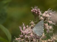 Celastrina argiolus 59, Boomblauwtje, Saxifraga-Jan van der Straaten