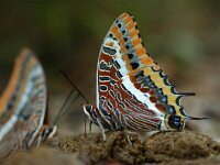 Charaxes jasius 10, Pasja, Vlinderstichting-Jaap Bouwman