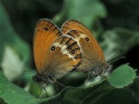 Coenonympha arcania 2, Tweekleurig hooibeestje, Vlinderstichting-Kars Veling