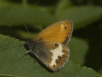 Coenonympha arcania 20, Tweekleurig hooibeestje, Saxifraga-Marijke Verhagen