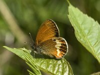 Coenonympha arcania 22, Tweekleurig hooibeestje, Saxifraga-Marijke Verhagen