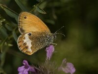 Coenonympha arcania 27, Tweekleurig hooibeestje, Saxifraga-Jan van der Straaten
