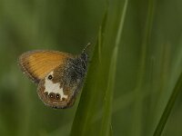 Coenonympha arcania 30, Tweekleurig hooibeestje, Saxifraga-Jan van der Straaten