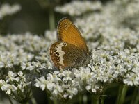 Coenonympha arcania 36, Tweekleurig hooibeestje, Saxifraga-Willem van Kruijsbergen