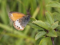 Coenonympha arcania 41, Tweekleurig hooibeestje, Saxifraga-Peter Meininger