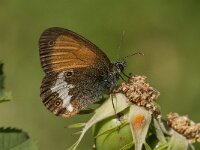Coenonympha arcania 43, Tweekleurig hooibeestje, Saxifraga- Marijke Verhagen