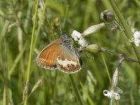 Coenonympha arcania 50, Tweekleurig hooibeestje, Saxifraga-Willem van Kruijsbergen