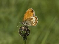 Coenonympha arcania 8, Tweekleurig hooibeestje, Saxifraga-Jan van der Straaten