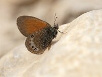 Coenonympha darwiniana