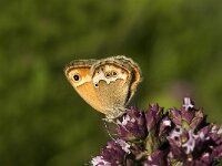 Coenonympha dorus, Dusky Heath