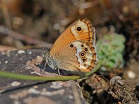 Coenonympha dorus 4, Bleek hooibeestje, Vlinderstichting-Albert Vliegenthart