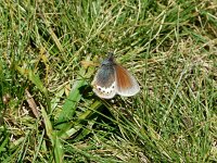 Coenonympha gardetta, Alpine Heath