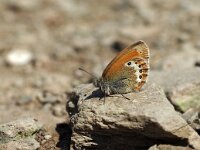 Coenonympha gardetta 5, Alpenhooibeestje, Saxifraga-Hans Dekker