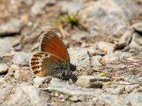 Coenonympha gardetta 6, Alpenhooibeestje, Saxifraga-Luuk Vermeer