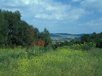 Coenonympha glycerion 2, Roodstreephooibeestje, habitat, RO, Dacia, Curteni, Vlinderstichting-Kars Veling