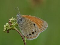Coenonympha glycerion 3, Roodstreephooibeestje, Saxifraga-Arthur van Dijk