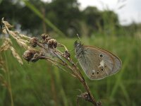 Coenonympha glycerion 4, Roodstreephooibeestje, Saxifraga-Rob Felix : Animalia, Arthropoda, Insecta, Lepidoptera, animal, arthropod, butterfly, dier, dieren, geleedpotige, geleedpotigen, insect, insecten, vlinder, vlinders