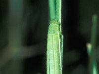 Coenonympha hero, Scarce Heath