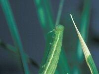 Coenonympha hero 2, Zilverstreephooibeestje, Saxifraga-Frits Bink