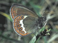 Coenonympha hero 5, Zilverstreephooibeestje, male, Saxifraga-Frits Bink