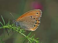 Coenonympha leander, Russian Heath