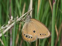 Coenonympha oedippus 12, Goudooghooibeestje, female, Saxifraga-Kars Veling
