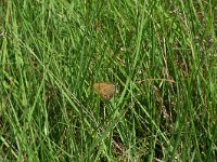 Coenonympha oedippus 9, Goudooghooibeestje, female ovipositing, Saxifraga-Kars Veling