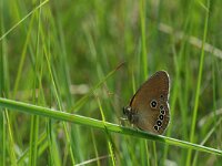 Coenonympha oedippus 11, Goudooghooibeestje, male, Saxifraga-Kars Veling