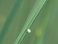 Coenonympha oedippus 2, Goudooghooibeestje, Saxifraga-Frits Bink