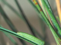 Coenonympha pamphilus, Small Heath